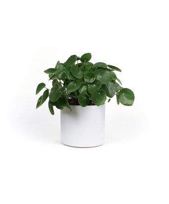 Pilea Peperomioides - Çin Para Bitkisi XXL Özel Ürün